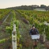 Moss Wood Ribbon Vale Pinot Noir 2022 (6 Bottles) Wilyabrup, Margaret River - Image 4