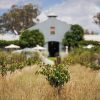 Lowe Wines Muscat (6 Bottles) Mudgee, New South Wales - Image 2