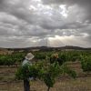 Indigo Vineyard Secret Village Chardonnay 2023 (6 Bottles) Beechworth - Image 4