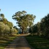 Quealy Winemakers Feri Maris Pinot Grigio 2024 (6 Bottles) Mornington Peninsula - Image 3