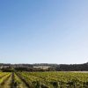Quealy Winemakers Feri Maris Pinot Grigio 2024 (6 Bottles) Mornington Peninsula - Image 4