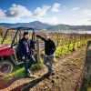 Stefano Lubiana Primavera Pinot Noir 2023 (12 Bottles) Derwent Valley, Tasmania - Image 6