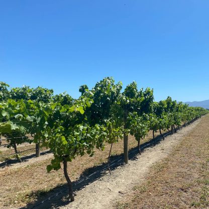Delta Wines Hatters Hill Grùner Veltliner 2021 (6 Bottles) Marlborough, NZ - Image 2