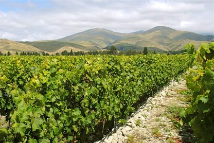 Valli Vineyards Gibbston Vineyard Pinot Noir 2021 (6 Bottles) Central Otago - Image 4