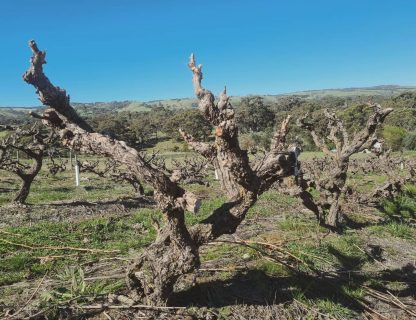 The Other 2020 The Other Wine Co. Grenache (6 Bottles) McLaren Vale - Image 4