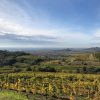 Cantine Pra Soave Classico 'Otto' DOC 2023 (12 Bottles) Veneto, Italy - Image 2