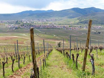 Paul Blanck Schlossberg Grand Cru Riesling 2018 (12 Bottles) France - Image 5