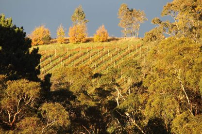 Mt Bera Vineyards Shiraz 2017 (6 Bottles) Adelaide Hills - Image 3