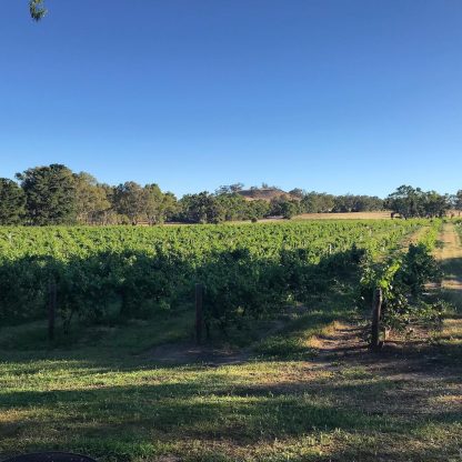 Tin Shed Lazy Arvo Grenache 2022 (12 Bottles) Barossa Valley, SA - Image 5