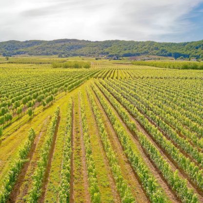Chateau Eugenie Malbec Cohors Tradition (12 Bottles) Albas, France - Image 3