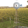 Ten Minutes by Tractor 10X Pinot Noir 2024 (6 Bottles) Mornington Peninsula - Image 2