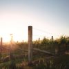 Ten Minutes by Tractor 10X Pinot Noir 2024 (6 Bottles) Mornington Peninsula - Image 3