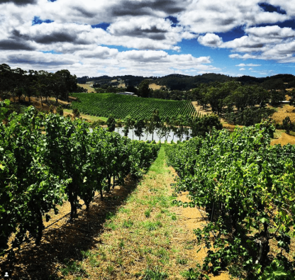 Dead Man Walking Clare Valley Riesling 2024 (12 Bottles)  Clare Valley - Image 6