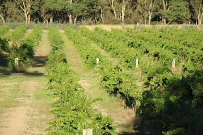 Cavalry Wines Christine Cabernet Shiraz 2018 (6 Bottles) Nagambie, VIC - Image 4