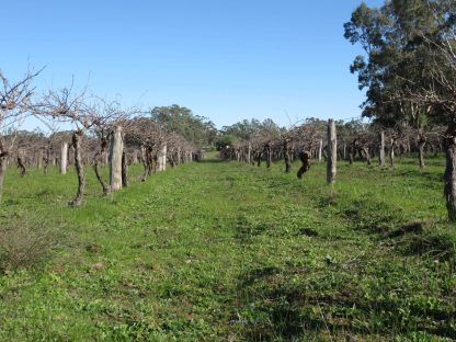 Cavalry Wines Christine Cabernet Shiraz 2018 (6 Bottles) Nagambie, VIC - Image 5
