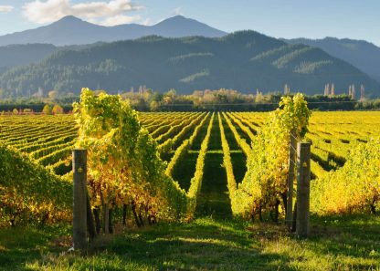 Totara Sauvignon Blanc 2022 (12 Bottles) Marlborough - Image 5