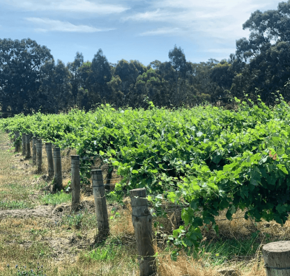 RockBare Riesling 2024 (12 Bottles) Clare Valley, Australia - Image 4