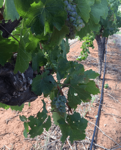 RockBare Riesling 2024 (12 Bottles) Clare Valley, Australia - Image 6