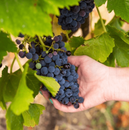 Robert Stein Farm Series Merlot 2023 (12 Bottles) New South Wales - Image 5
