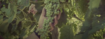 Monte Tondo Mito Soave 2023 (12 Bottles) Soave, Italy - Image 5
