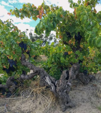 An Approach to Relaxation Sucette Old Vine Grenache 2020 (6 Bottles) Barossa Valley - Image 3