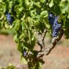 Reillys Dry Land Tempranillo 2019 (6 Bottles) Clare Valley - Image 3