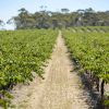Reillys Dry Land Tempranillo 2019 (6 Bottles) Clare Valley - Image 4