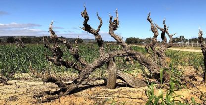 An Approach to Relaxation Sucette Old Vine Grenache 2020 (6 Bottles) Barossa Valley - Image 2