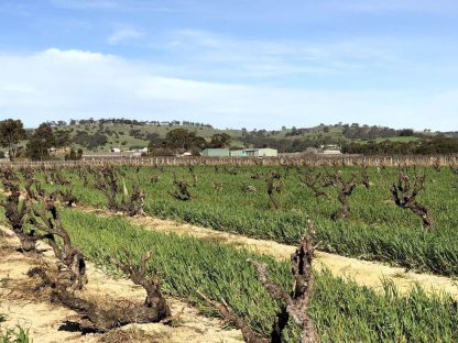 An Approach to Relaxation Sucette Old Vine Grenache 2020 (6 Bottles) Barossa Valley - Image 4