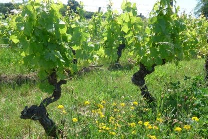 Jonc-Blanc Les Sens du Fruit Rouge (6 Bottles) Bergerac, France - Image 5