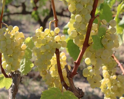 Els Vinyerons 'Lluerna' Xarel-lo 2019 (6 Bottles) Sant Martí Sarroca, Spain - Image 2