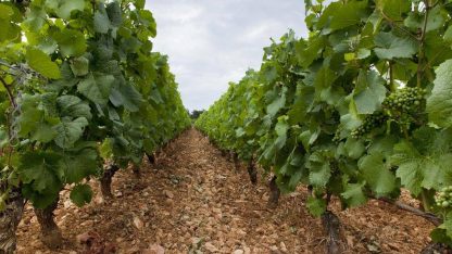 Domaine Pernot Belicard Puligny Montrachet 2021 (6 Bottles) France - Image 2
