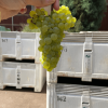 Cape Mentelle ICON Cabernet Sauvignon 2017 (6 Bottles) Margaret River - Image 3