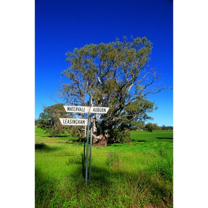 Leasingham Single Vineyard Provis Vineyard Shiraz 2016 (6 Bottles) Clare Valley - Image 3
