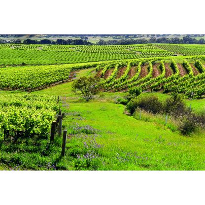 Leasingham Single Vineyard Provis Vineyard Shiraz 2016 (6 Bottles) Clare Valley - Image 5