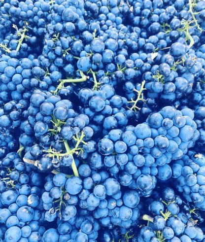 XO Wine Grenache 2022 (6 Bottles) McLaren Vale - Image 3