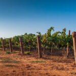 Wacky Grape Wine Company