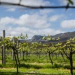Duke's Vineyard